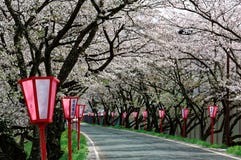 Romantiska rosa blomningar för körsbärsrött träd (Sakura) och lampstolpar för japansk stil längs en landsväg (suddig bakgrund arkivfoto Romantiska rosa blomningar för körsbärsrött träd (Sakura) och lampstolpar för japansk stil längs en landsväg (suddig bakgrund arkivfoto