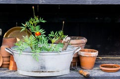 Romantyczny idylliczny roślina stół w ogródzie z starymi retro kwiatu garnka garnkami, ogrodowymi narzędziami i roślinami, obraz stock Romantyczny idylliczny roślina stół w ogródzie z starymi retro kwiatu garnka garnkami, ogrodowymi narzędziami i roślinami, obraz stock