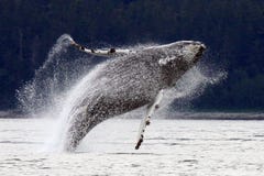 Rompimento, pulando a baleia de Humpback do Alasca