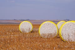 Ronde balen van vers geoogst die katoen in geel plastiek, op het gebied in Campo Verde, Mato Grosso, Brazilië wordt verpakt royalty-vrije stock afbeeldingen Ronde balen van vers geoogst die katoen in geel plastiek, op het gebied in Campo Verde, Mato Grosso, Brazilië wordt verpakt royalty-vrije stock afbeeldingen