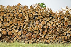 Rondin d'eucalyptus mis sur le plancher image stock Rondin d'eucalyptus mis sur le plancher image stock