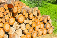 Rondins sciés préparés pour le bois de chauffage Une pile des logarithmes naturels Moisson pour photographie stock libre de droits Rondins sciés préparés pour le bois de chauffage Une pile des logarithmes naturels Moisson pour photographie stock libre de droits
