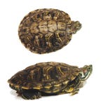 Rood-eared die sliderTrachemys scripta van de huisdierenschildpad elegans op witte achtergrond wordt ge?soleerd stock afbeeldingen Rood-eared die sliderTrachemys scripta van de huisdierenschildpad elegans op witte achtergrond wordt ge?soleerd stock afbeeldingen