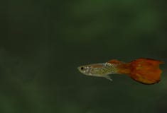 Rood Guppy-Vissenmannetje in een acquarium royalty-vrije stock afbeelding Rood Guppy-Vissenmannetje in een acquarium royalty-vrije stock afbeelding