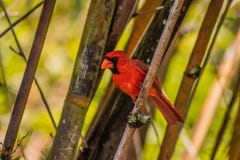 Rood Hoofdperched between bamboo en het Kijken aan Kant Royalty-vrije Stock Foto's Rood Hoofdperched between bamboo en het Kijken aan Kant Royalty-vrije Stock Foto's