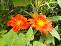 Rood Mexicaans zonnebloemonkruid stock fotografie Rood Mexicaans zonnebloemonkruid stock fotografie