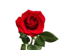 Rood nam geïsoleerdt op witte achtergrond toe royalty-vrije stock afbeelding Rood nam geïsoleerdt op witte achtergrond toe royalty-vrije stock afbeelding