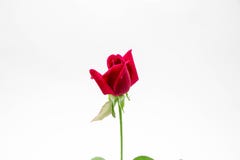 Rood nam op witte achtergrond toe Het concept van de valentijnskaart stock afbeelding Rood nam op witte achtergrond toe Het concept van de valentijnskaart stock afbeelding