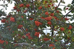 rood-oranje lijsterbessenbessen royalty-vrije stock afbeelding rood-oranje lijsterbessenbessen royalty-vrije stock afbeelding