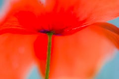 Rood papaverdetail stock afbeelding Rood papaverdetail stock afbeelding