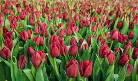 Rood tulpengebied Stock Fotografie Rood tulpengebied Stock Fotografie
