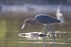 Roodhalsreiger, héron rougeâtre, rufescens d'Egretta images libres de droits Roodhalsreiger, héron rougeâtre, rufescens d'Egretta images libres de droits