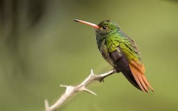Roodstaartamazilia, colibrí Rufo-atado, tzacatl de Amazilia imagenes de archivo Roodstaartamazilia, colibrí Rufo-atado, tzacatl de Amazilia imagenes de archivo