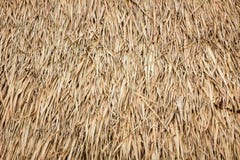Thatch roof stock image. Image of roofing, leaves, ancient - 39841293