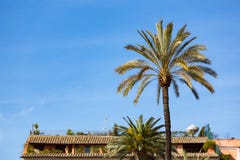 Rooftop patio over the city of rome italy with pam tree on sunny stock images Rooftop patio over the city of rome italy with pam tree on sunny stock images