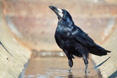 Rook Corvus Frugilegus stands in the water and looks at the camera stock images Rook Corvus Frugilegus stands in the water and looks at the camera stock images