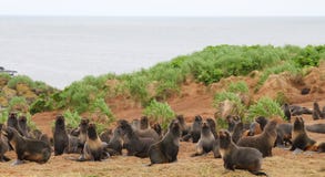 Rookery of young the Sea Bears