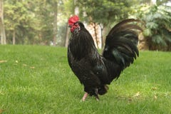 rooster royaltyfria foton rooster royaltyfria foton