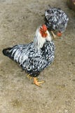 rooster fotografering för bildbyråer rooster fotografering för bildbyråer