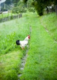 Rooster royaltyfri foto Rooster royaltyfri foto