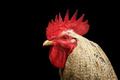 rooster royaltyfria foton rooster royaltyfria foton