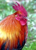 Rooster royaltyfria bilder Rooster royaltyfria bilder