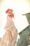 rooster crowing stock photography rooster crowing stock photography