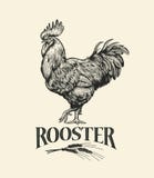 Rooster. Illustration of the in Vintage engraving style. Rooster grunge label.