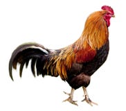 Rooster Isolated Stock Photography
