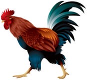 Rooster, 2017 New Year symbol. Rooster, the symbol of the Chinese New Year 2017 realistic color vector illustration royalty free illustration Rooster, 2017 New Year symbol. Rooster, the symbol of the Chinese New Year 2017 realistic color vector illustration royalty free illustration