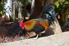 ROOSTER royalty free stock image ROOSTER royalty free stock image