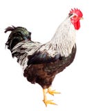 Rooster stock photo. Image of animal, farm, white, poultry - 887710