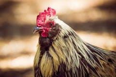Rooster with white feathers around head and brown body stock photos Rooster with white feathers around head and brown body stock photos