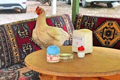 Roosters own table stock images Roosters own table stock images