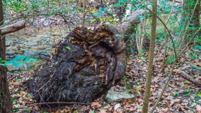 Root ball view of fallen tree in forest royalty free stock images Root ball view of fallen tree in forest royalty free stock images