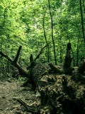 The root of a big fallen tree stock photography The root of a big fallen tree stock photography