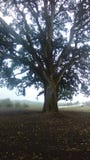 Roots royalty free stock image Roots royalty free stock image