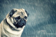 Roquet sous la pluie images libres de droits Roquet sous la pluie images libres de droits