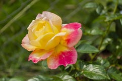 Rosa aperto e Rosa ibrida gialla immagine stock Rosa aperto e Rosa ibrida gialla immagine stock