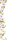 Rosa Apfel bl?ht Grenze stock abbildung Rosa Apfel bl?ht Grenze stock abbildung