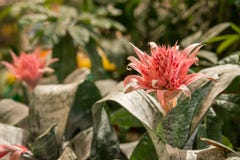 Rosa blom av den Aechmea för tropisk växt som fasciataen omges av grönska i en trädgård arkivfoto Rosa blom av den Aechmea för tropisk växt som fasciataen omges av grönska i en trädgård arkivfoto