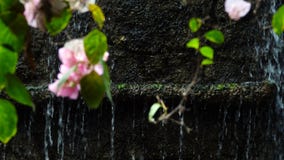 Rosa blomma och vattenfallet Rosa blomma och vattenfallet