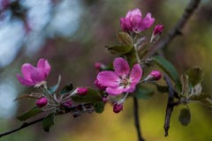 Rosa blommande äppleträdfilial på våren arkivfoton Rosa blommande äppleträdfilial på våren arkivfoton