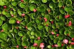 Rosa Blumen der Begonie mit Blättern lizenzfreie stockbilder Rosa Blumen der Begonie mit Blättern lizenzfreie stockbilder