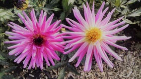 Rosa Blumen verärgert herein, Frankreich stockfoto Rosa Blumen verärgert herein, Frankreich stockfoto