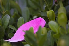 Rosa Blumenblätter, Beschaffenheit, Blume stockfotos Rosa Blumenblätter, Beschaffenheit, Blume stockfotos