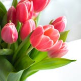 Rosa, Blumenstrauß der roten Rosen mit Wei?er Hintergrund lizenzfreie stockbilder Rosa, Blumenstrauß der roten Rosen mit Wei?er Hintergrund lizenzfreie stockbilder