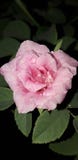 Rosa imagem de stock royalty free Rosa imagem de stock royalty free