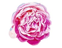 Rosa brillante del rosa aislada en el fondo blanco Fotos de archivo libres de regalías Rosa brillante del rosa aislada en el fondo blanco Fotos de archivo libres de regalías