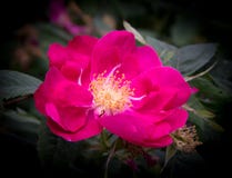 Rosa canina rosa luminosa Fotografia Stock Rosa canina rosa luminosa Fotografia Stock